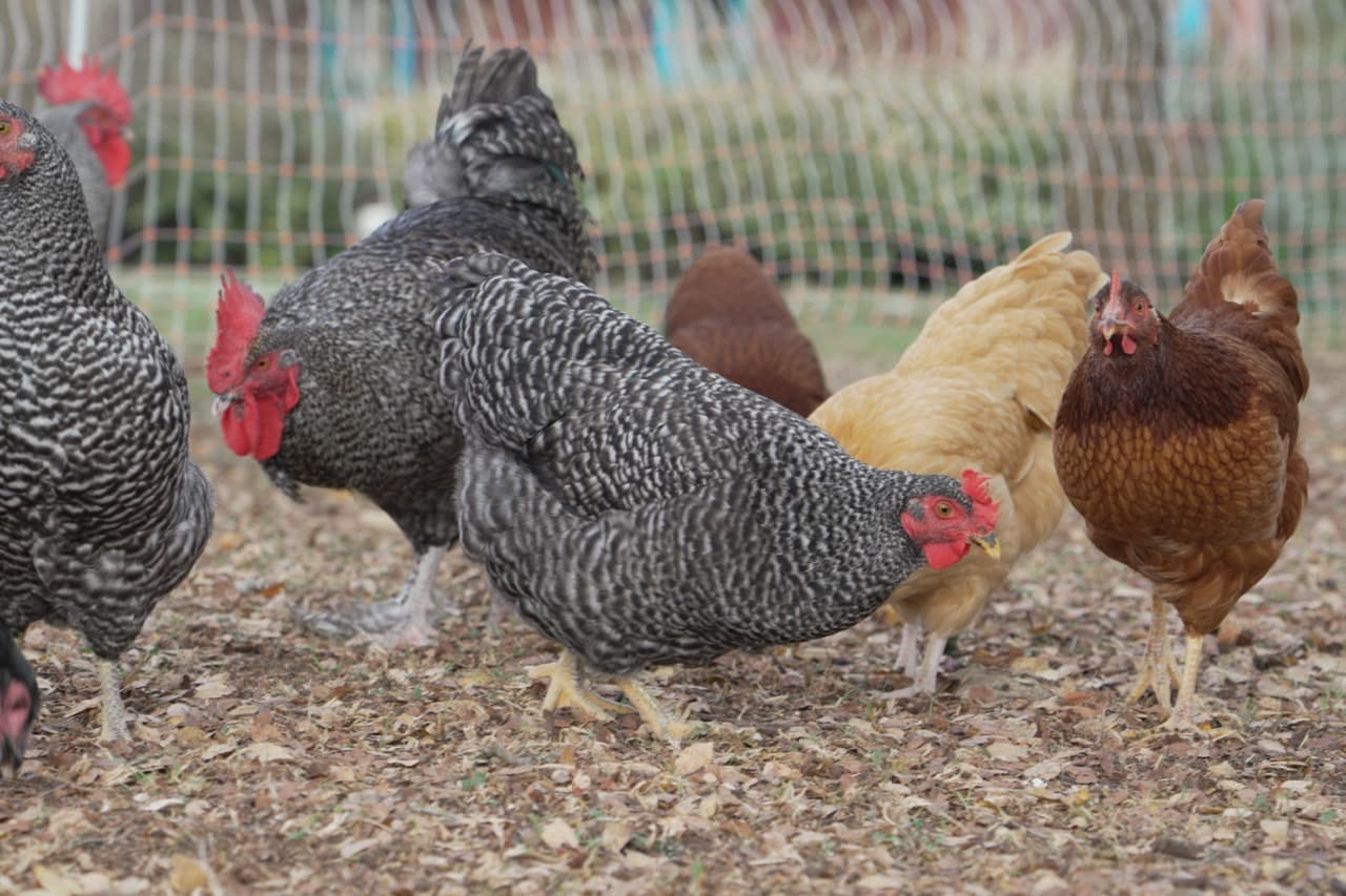 A mixed flock of hens foraging outdoors